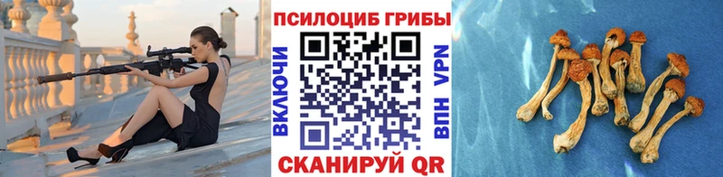 Псилоцибиновые грибы Psilocybe  купить  цена  Нарьян-Мар 